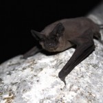 Researchers discover bats 'jam' each other's sonar when competing for food