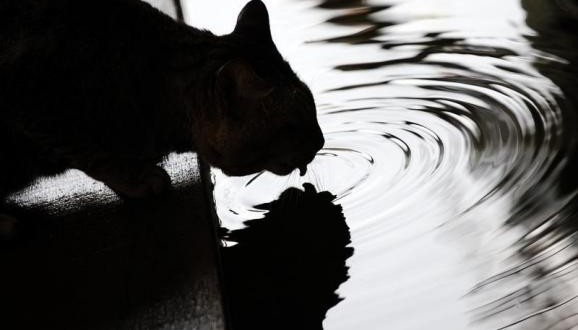 Researchers solve mystery of why cats rule, dogs drool