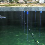 Scientists test Shark Repellent Electronic Cable in Cape Town