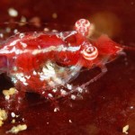Star-gazing Shrimp Discovered in South Africa (Photo)
