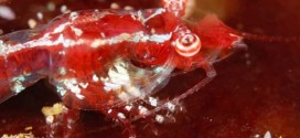 Star-gazing Shrimp Discovered in South Africa (Photo)