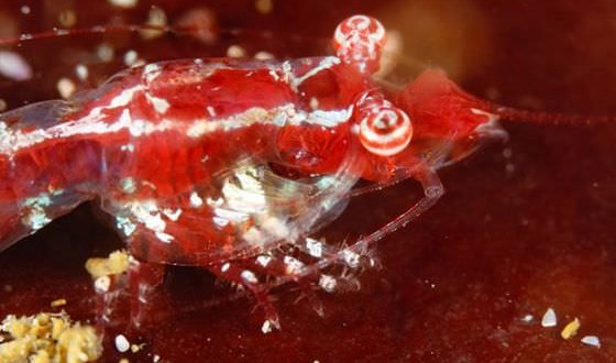 Star-gazing Shrimp Discovered in South Africa (Photo)