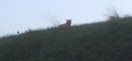 Tiger loose near Disneyland Paris, Authorities Say (Photo)