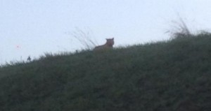 Tiger loose near Disneyland Paris, Authorities Say (Photo)