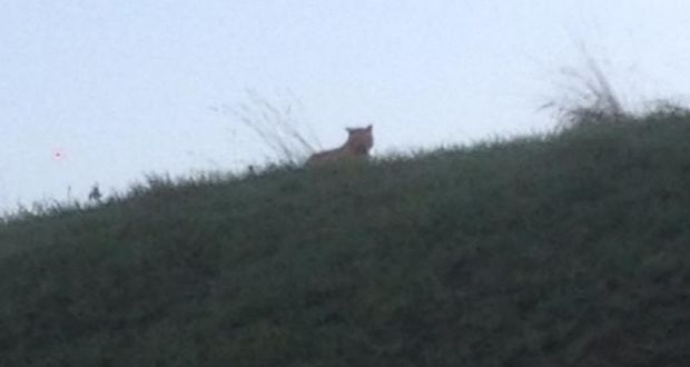 Tiger loose near Disneyland Paris, Authorities Say (Photo)