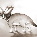 Two new species of horned dinosaurs discovered from museum fossils