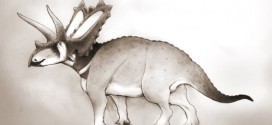 Two new species of horned dinosaurs discovered from museum fossils