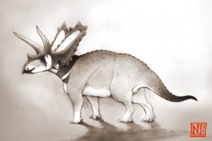 Two new species of horned dinosaurs discovered from museum fossils