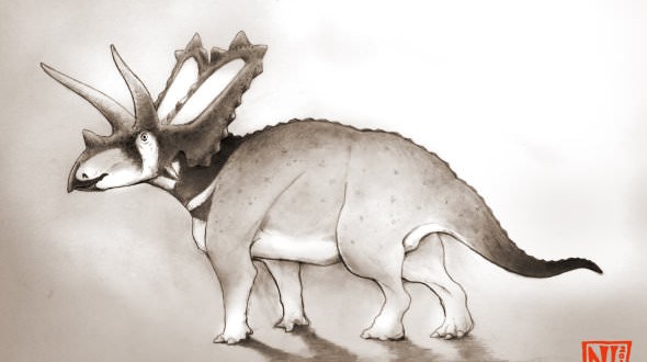 Two new species of horned dinosaurs discovered from museum fossils