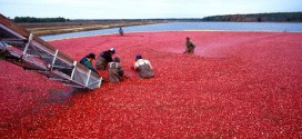 USDA buying cranberries due to oversupply, Report