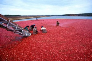 USDA buying cranberries due to oversupply, Report