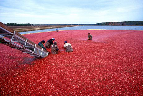 USDA buying cranberries due to oversupply, Report