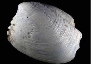 Unusual clam: Scientists say new species one-of-a-kind find