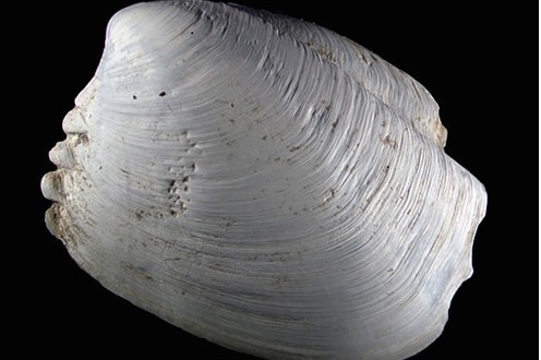 Unusual clam: Scientists say new species one-of-a-kind find