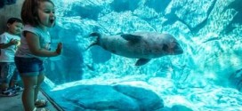 Vancouver Aquarium harbour seal dies after getting caught in drain