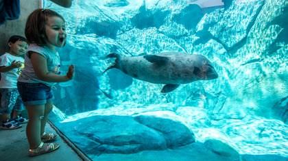 Vancouver Aquarium harbour seal dies after getting caught in drain