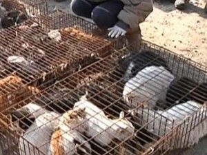 1,000 Cats Rescued Thanks to the Internet