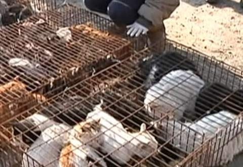 1,000 Cats Rescued Thanks to the Internet