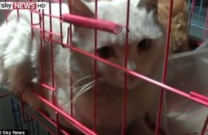 1,000 Cats Rescued Thanks to the Internet (Photo)