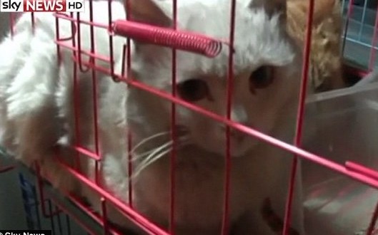 1,000 Cats Rescued Thanks to the Internet (Photo)