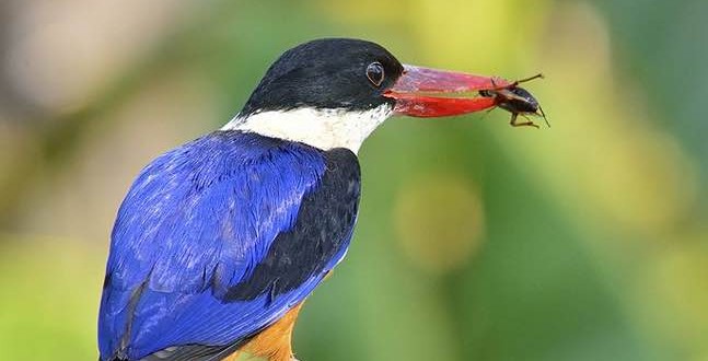 All birds lost their teeth 116 million years ago, New Study