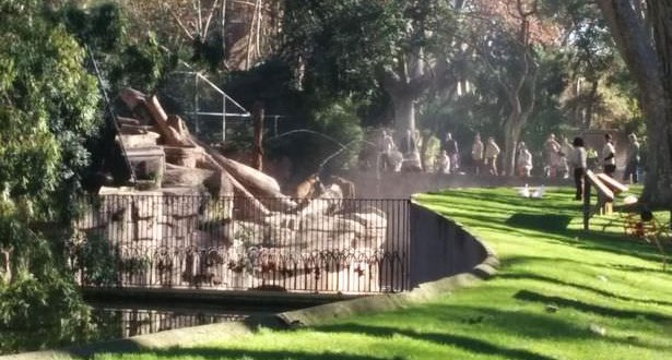 Attack Zoo Lion - Video : Lions maul man at Barcelona zoo