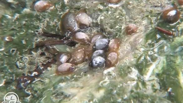 Bather accused of threatening endangered snail in Banff National Park