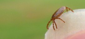 'Bourbon Virus' : Death of Kansan linked to new virus that may be tick-borne