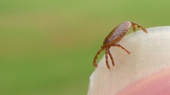 ‘Bourbon Virus’ : Death of Kansan linked to new virus that may be tick-borne