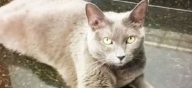 Cat Survives Move To Hawaii In Box : Mee Moowe survives a month without food or water