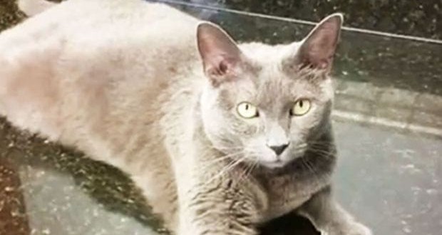 Cat Survives Move To Hawaii In Box : Mee Moowe survives a month without food or water