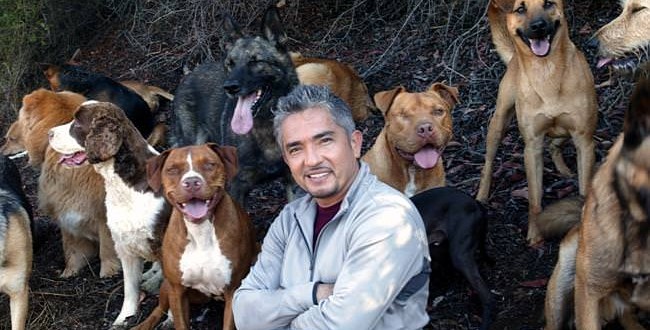 Cesar Millan Dies Of A Heart Attack? Pooch Slams Death Rumors as Hoax