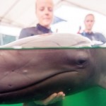 Chester : Sick rare false killer whale outgrows rescue centre pool