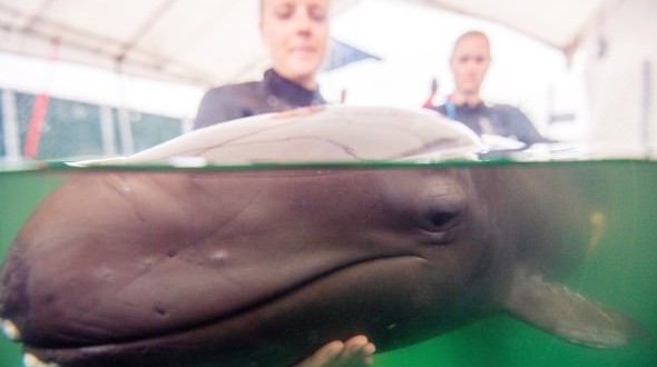 Chester : Sick rare false killer whale outgrows rescue centre pool