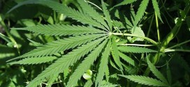 Colorado sued by neighboring states over marijuana legalization (Video)