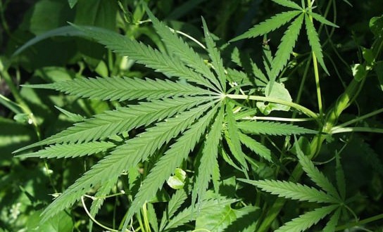 Colorado sued by neighboring states over marijuana legalization (Video)