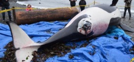 Death of endangered killer whale J-32 troubling say researchers (Video)