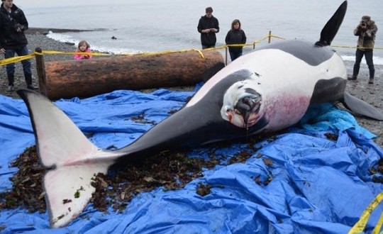 Death of endangered killer whale J-32 troubling say researchers (Video)