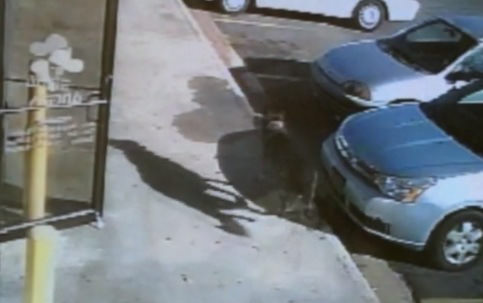 Dog takes road rage bullet for family (Video)