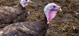 Fifth British Columbia farm quarantined for bird flu, CFIA