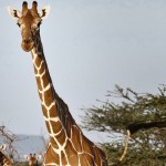 Giraffes faces extinction after population drops 40 percent, Report