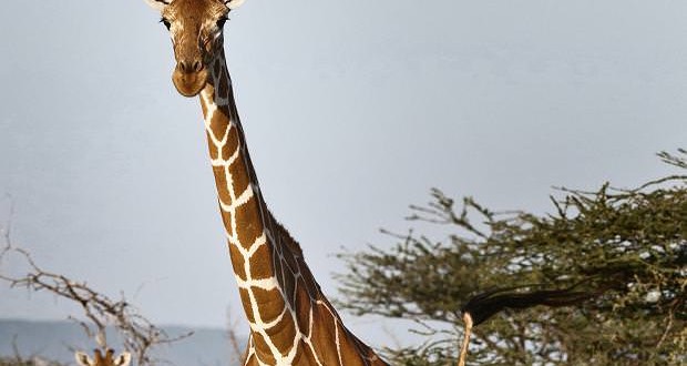 Giraffes faces extinction after population drops 40 percent, Report