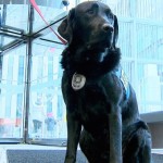 Hawk : Trauma dog in a Calgary court a Canadian first