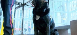 Hawk : Trauma dog in a Calgary court a Canadian first