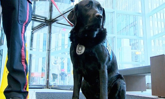 Hawk : Trauma dog in a Calgary court a Canadian first