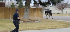 Idaho Cow Escapes - Video: Four more cows escape from Pocatello meat plant; two at large