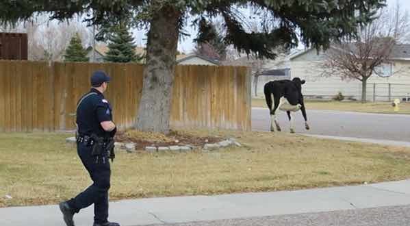 Idaho Cow Escapes – Video: Four more cows escape from Pocatello meat plant; two at large