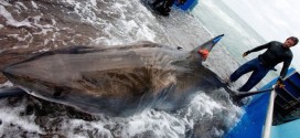 Lydia : Great white shark's reappearance in NL intrigues research group