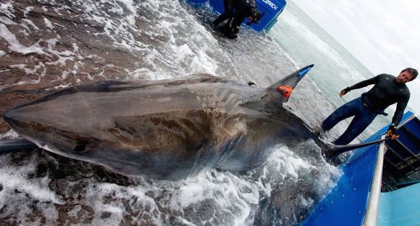 Lydia : Great white shark’s reappearance in NL intrigues research group