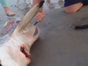 Man Delivers Shark Pups In South Africa - Video : Beachgoers save pregnant dead shark's pups and lead them to their first swim